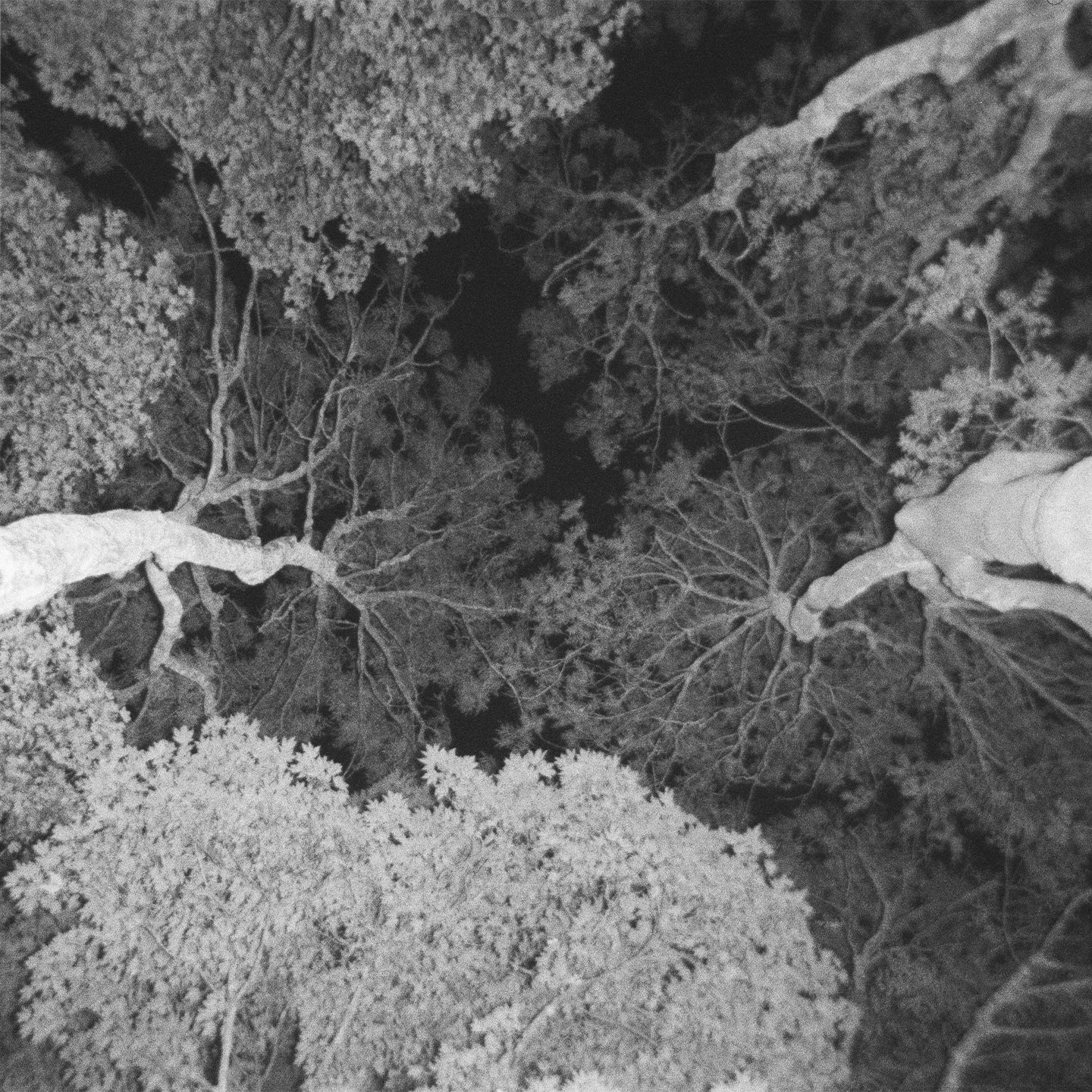 Ed Scissor + Lamplighter - Picture A Day (Digital)